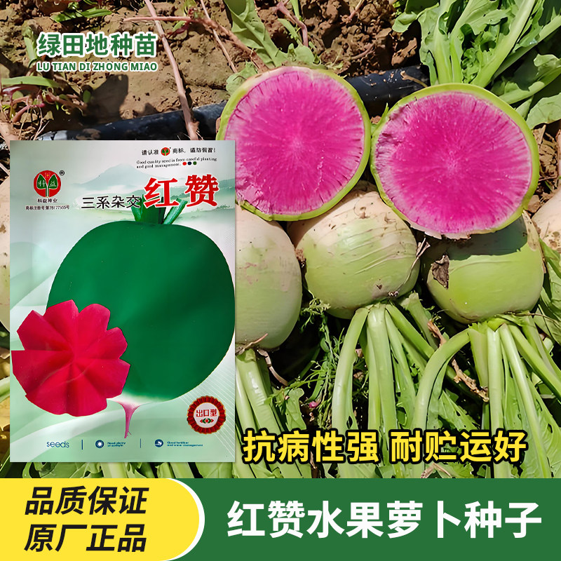 科益红赞水果萝卜种子