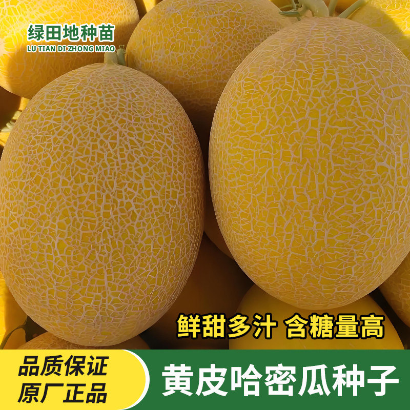 新疆黄皮网纹哈密瓜种子春季四季播水果甜瓜香瓜家庭蔬菜瓜果种子