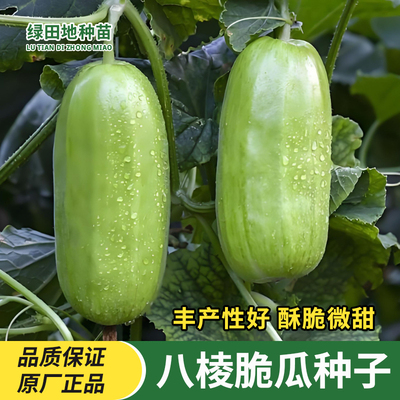 早熟香酥八棱脆瓜种子