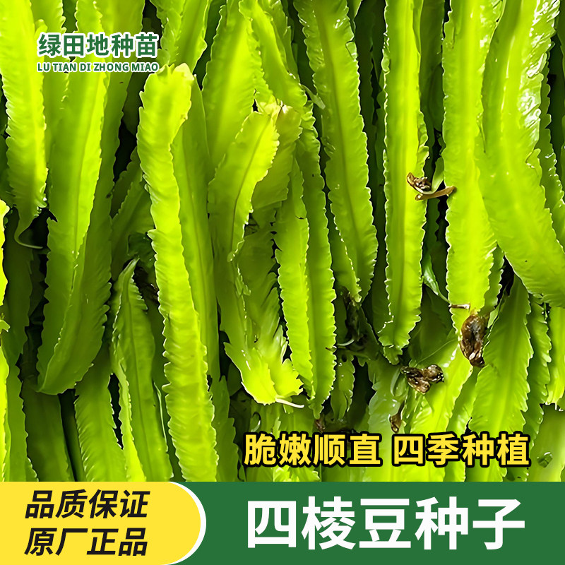 四棱豆种子农家蔬菜种子