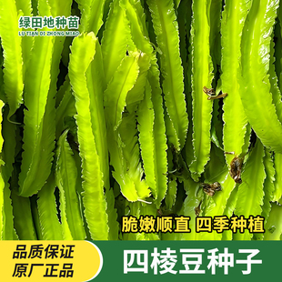 四棱豆种子四角豆角子种皇帝豆香龙豆翼豆种籽菜豆种农家蔬菜种子