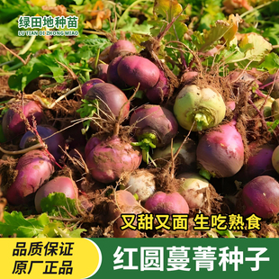 红圆蔓菁种子甜面大圆萝卜诸葛菜头大头菜田园阳台盆栽蔬菜种子籽