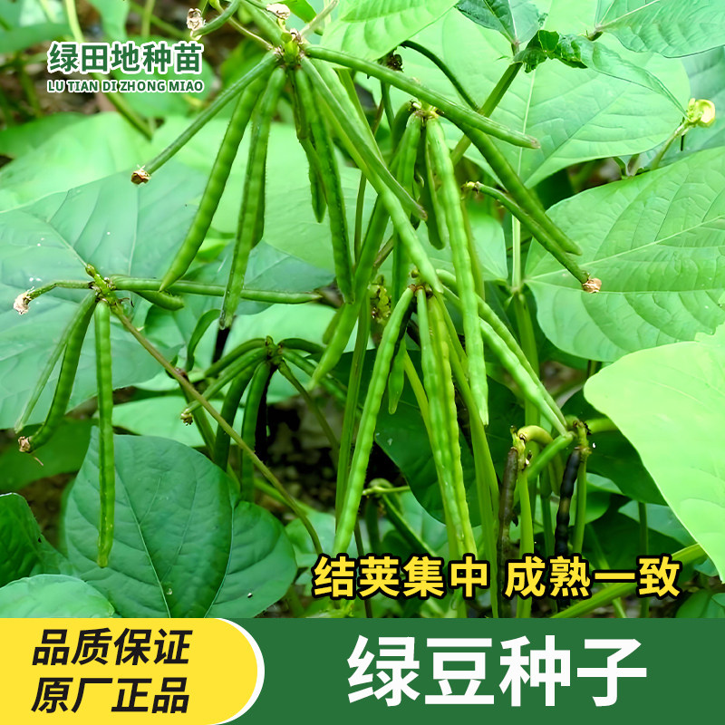 绿豆种子小绿豆蔬菜种子