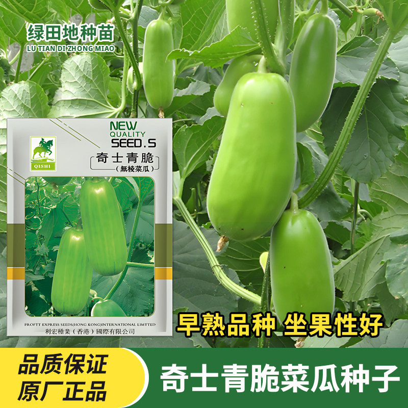 奇士青脆无棱菜瓜种子