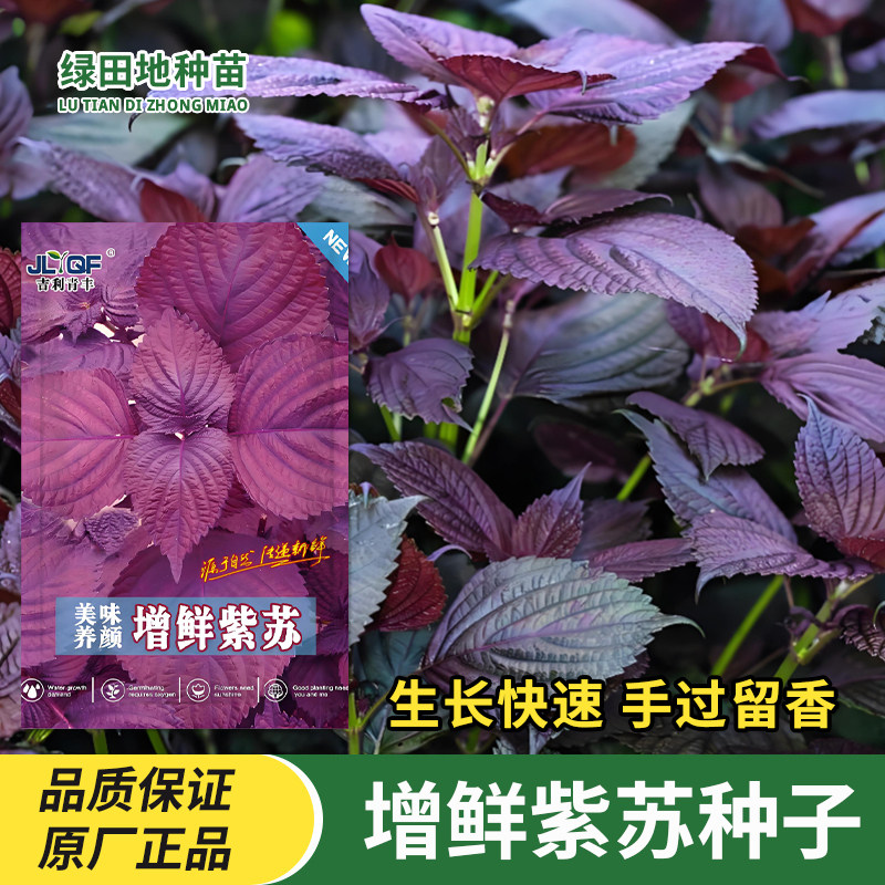 紫苏种子春季四季阳台盆栽