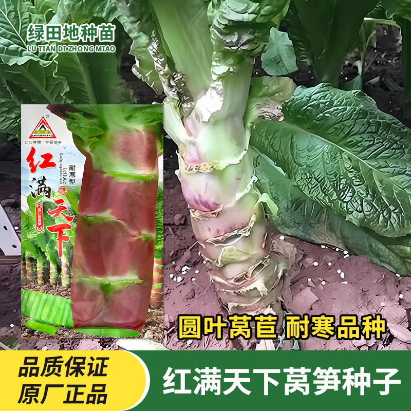 红满天下红莴笋种子莴苣种籽