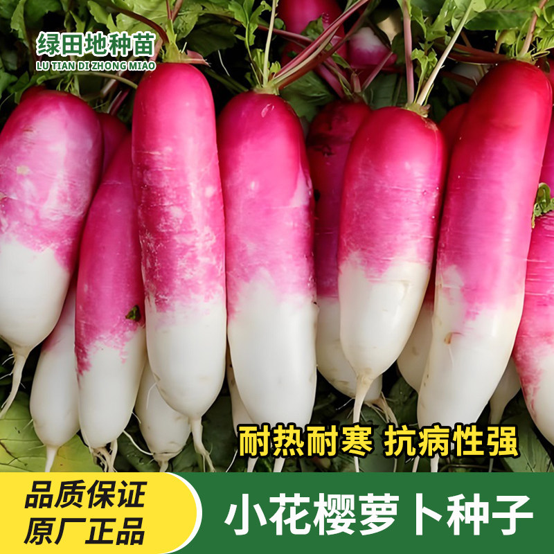 小花樱萝卜种子水果萝卜