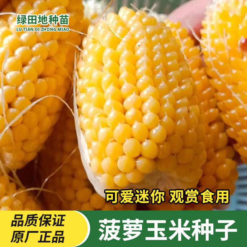 菠萝玉米种子水果玉米