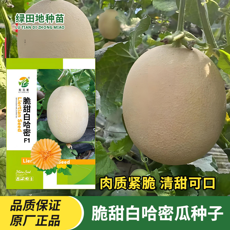 脆甜白哈密瓜种子白皮网纹