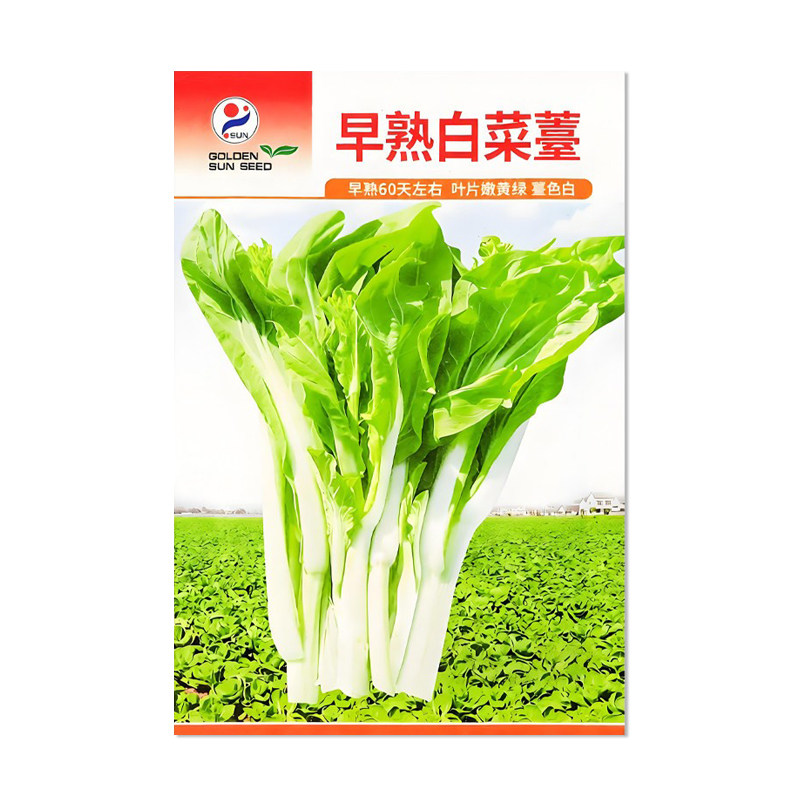 金阳红早熟白菜苔种子