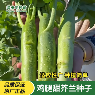大笋鸡腿甜芥兰种子芥蓝露天广东蔬菜种孑粗条芥兰南方北方小青菜