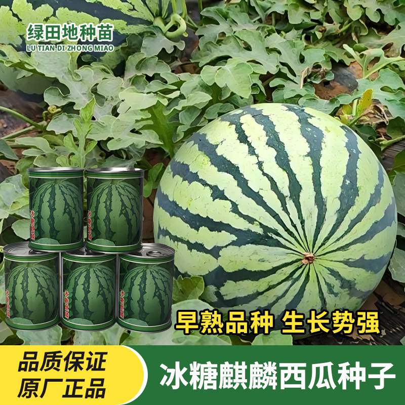 冰糖麒麟西瓜种子水果种子