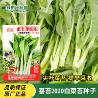 喜苔2020白菜苔种子极早熟尖叶菜心脆嫩无苦味秋冬季四季柳叶菜心