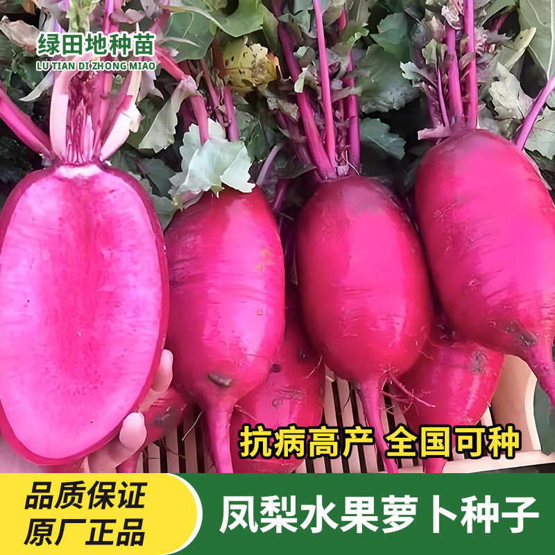 易生长凤梨水果萝卜种子