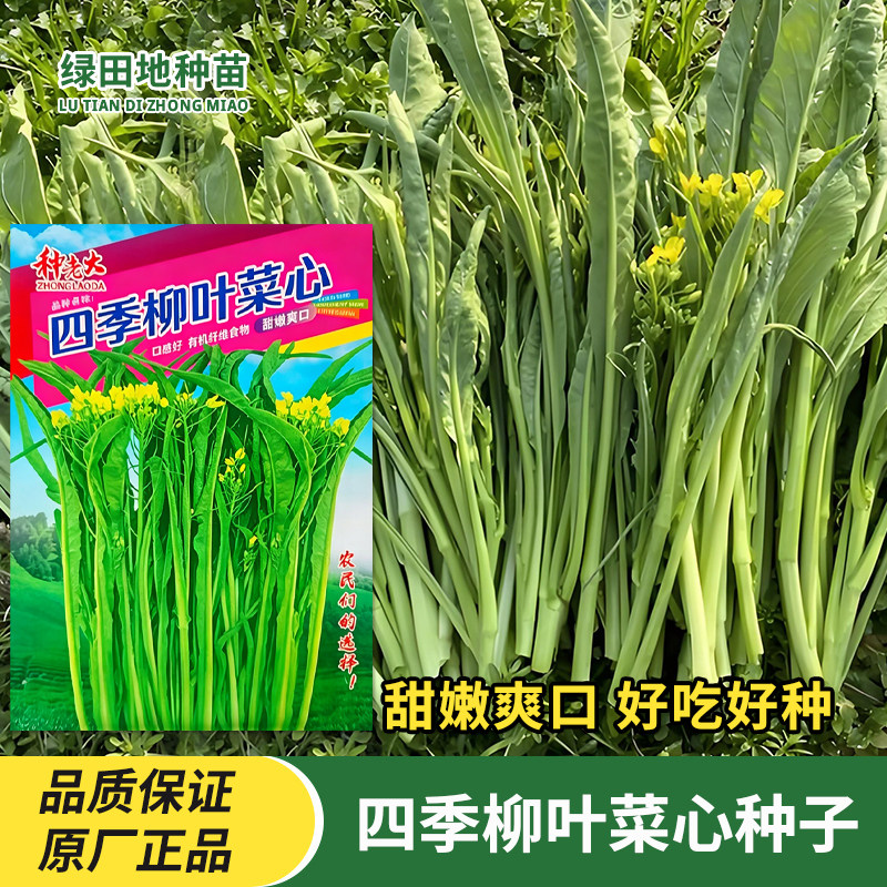 四季柳叶菜心种子多芽甜脆菜心种籽阳台青菜种子农家菜园蔬菜种子