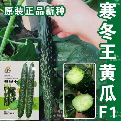 寒冬黄瓜种子绿心黄瓜种子节节黄瓜种原装四季蔬菜种子大全