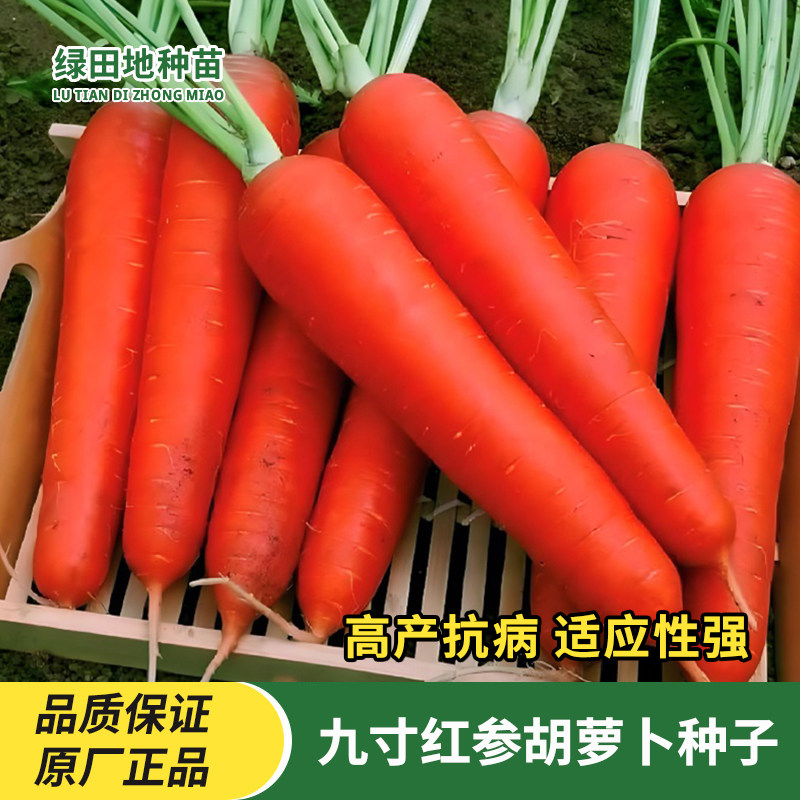 中国红九寸参胡萝卜种子