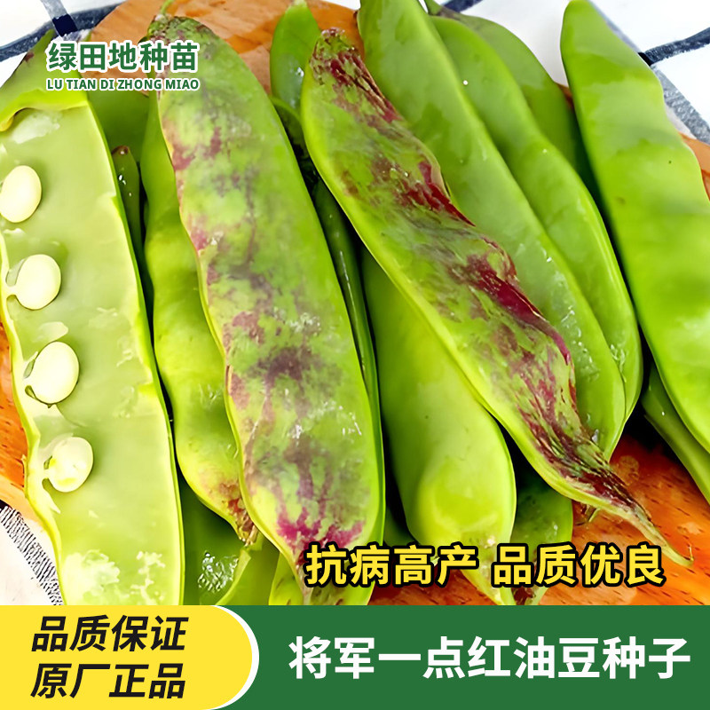 将军一点红油豆种子蔬菜种子