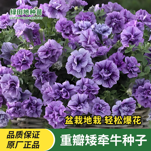 重瓣矮牵牛种子多色花卉种子