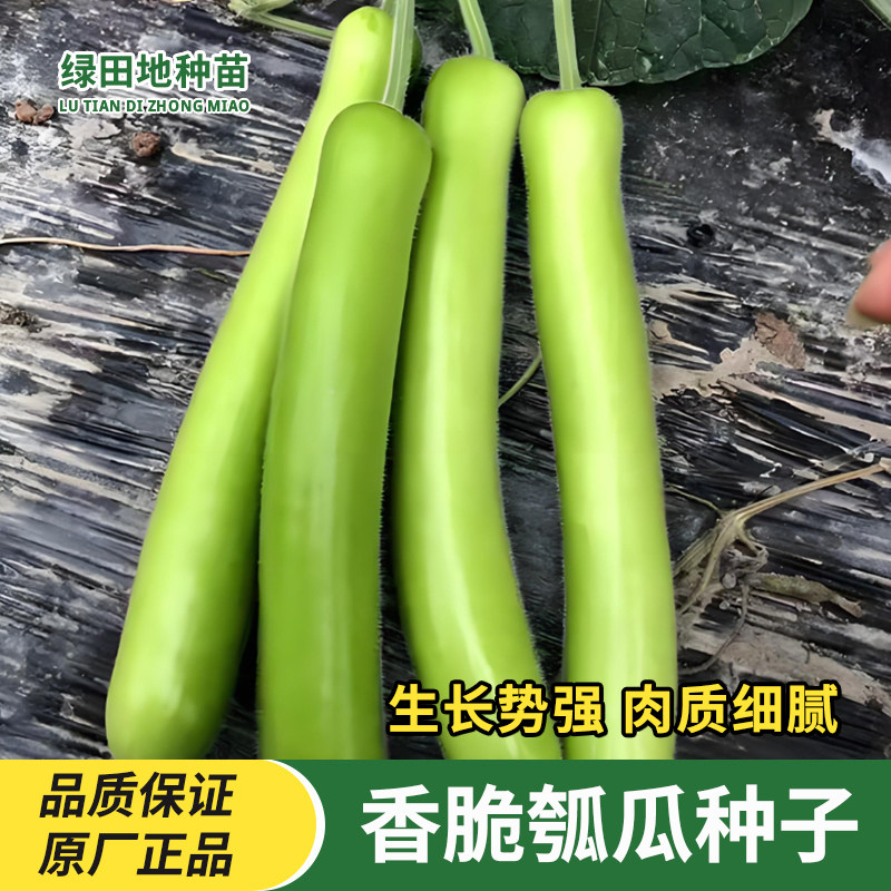 香嫩大肉瓠瓜种子长瓠瓜