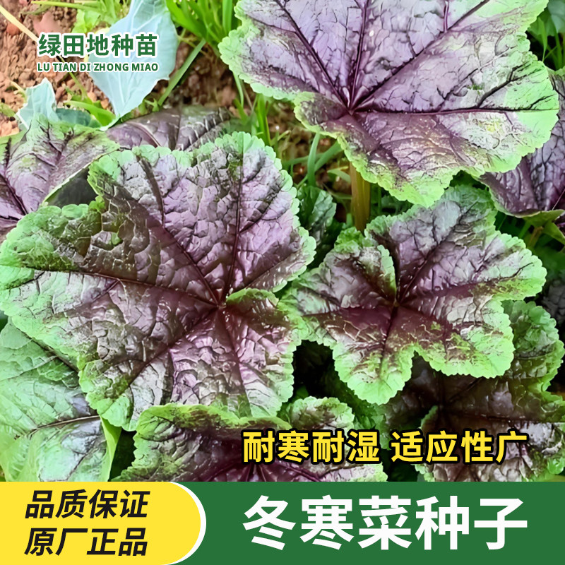 冬寒菜种子高钙菜蔬菜种子