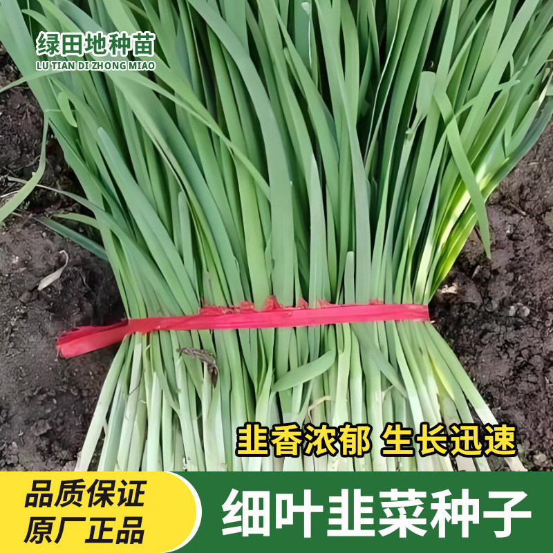 细叶韭菜种子农家蔬菜种子