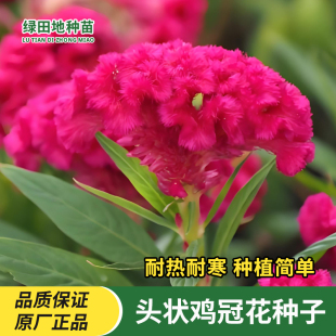 头状鸡冠花种子春播草花耐热耐旱景观花海四季种盆栽户外花卉种子