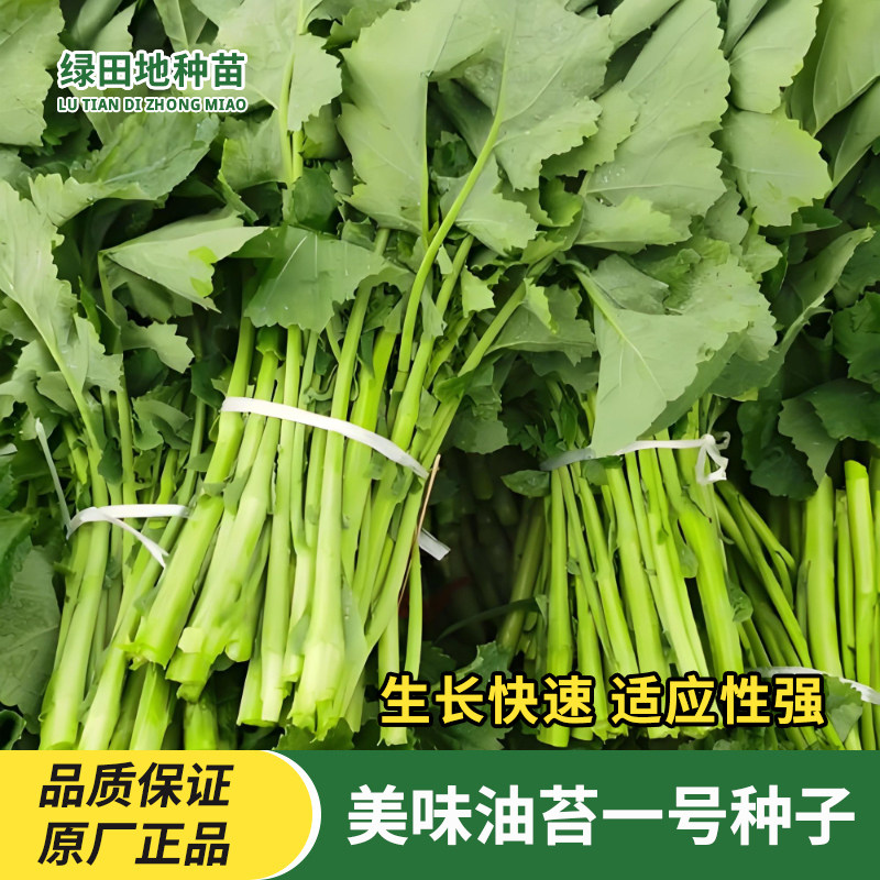 美味油苔一号油菜苔种子