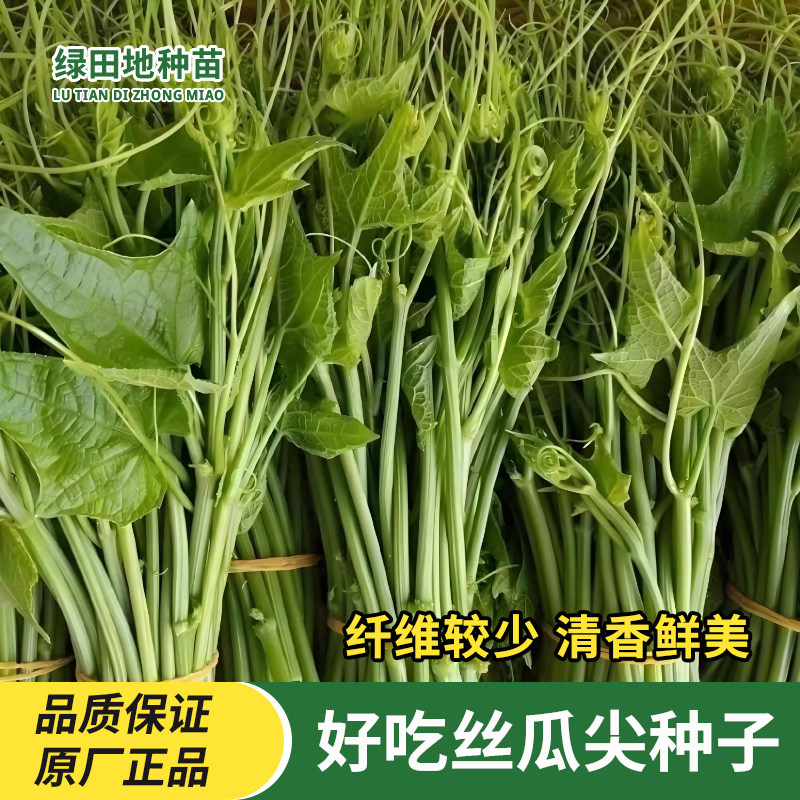 摘不败好吃丝瓜尖种子