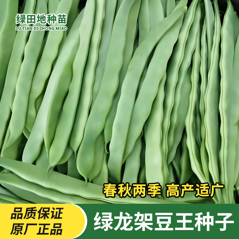 绿龙架豆王种子扁芸豆
