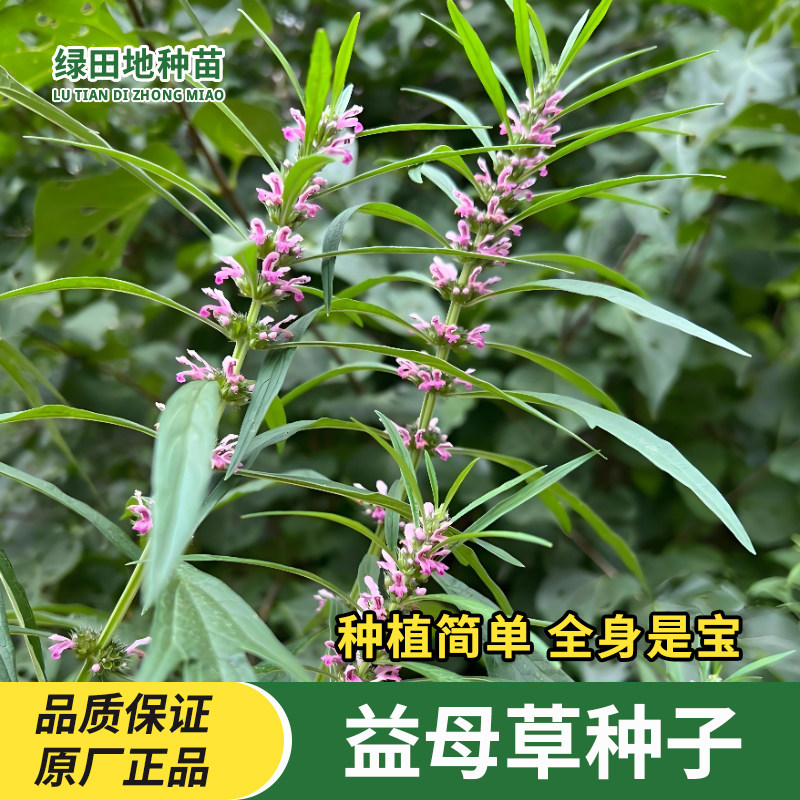 益母草种子益母草籽药材种子非野生艾草食用田园阳台小院香草种子