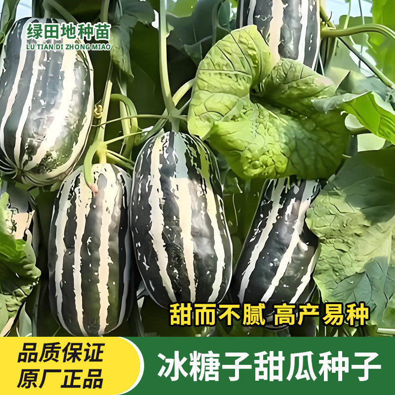 冰糖子甜掉牙甜瓜种子甜花蜜甜香瓜籽水果蔬菜种子籽甜瓜种子大全