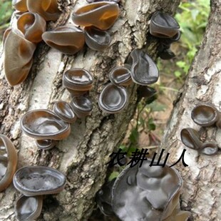 湖北扶贫产品 散装小碗耳干货特产500g椴木耳包邮