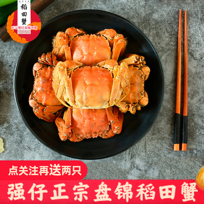 全母螃蟹大闸蟹鲜活小螃蟹现货一元蟹二元蟹三元蟹河蟹稻田蟹