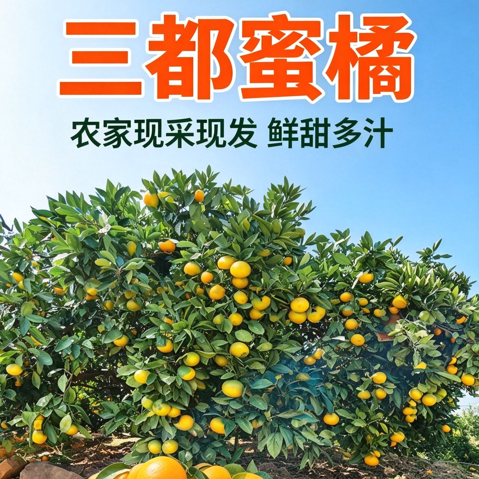 三都蜜桔 松口橘子 蜜桔建德特产5斤新鲜水果农产品散装浙江省