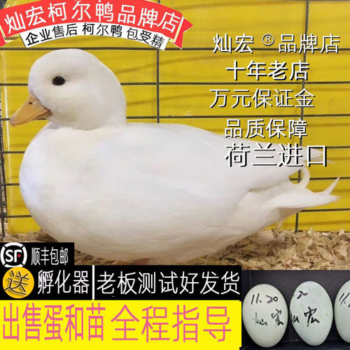 柯尔鸭可达鸭灿宏亲人好养