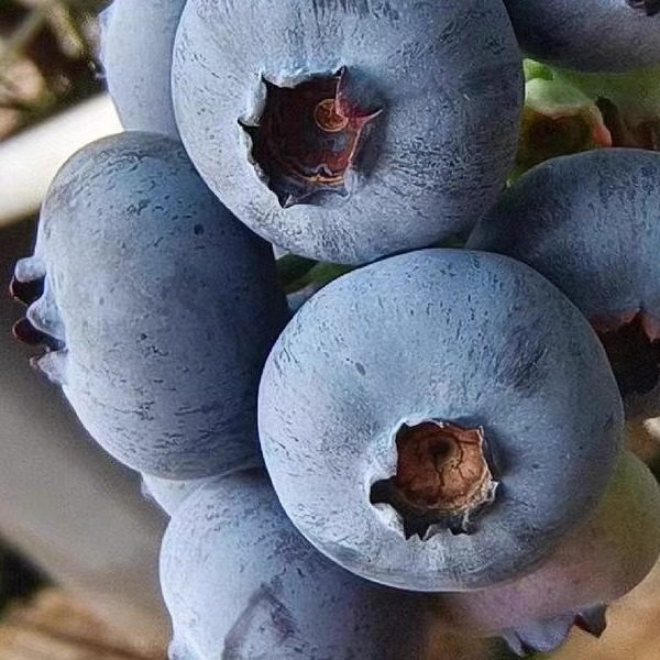 全国可发顺丰空运云南露天蓝莓九甜一酸脆甜蓝莓