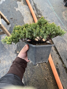 珍珠柏老桩树桩庭院室内绿植盆栽一物一拍 原生新西兰珍珠柏盆景