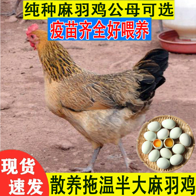 1斤青年散养纯种拖温麻羽绿壳蛋鸡活苗土鸡活苗笨鸡活苗宠物鸡