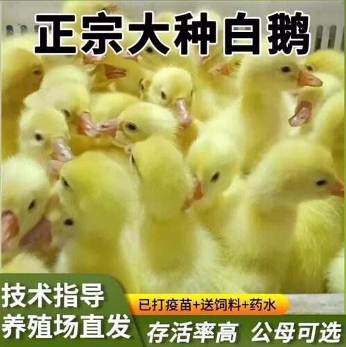 产蛋王大种白鹅活苗