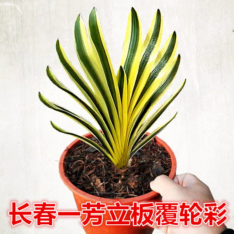 长春精品君子兰高端立板覆轮彩兰