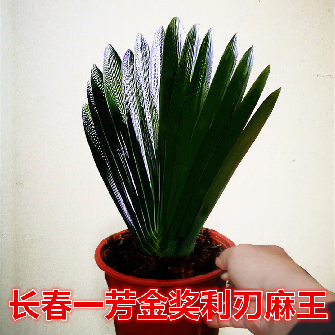 长春精品君子兰高端金奖利刃麻王立板油匠宽叶麻脸花卉绿植盆栽