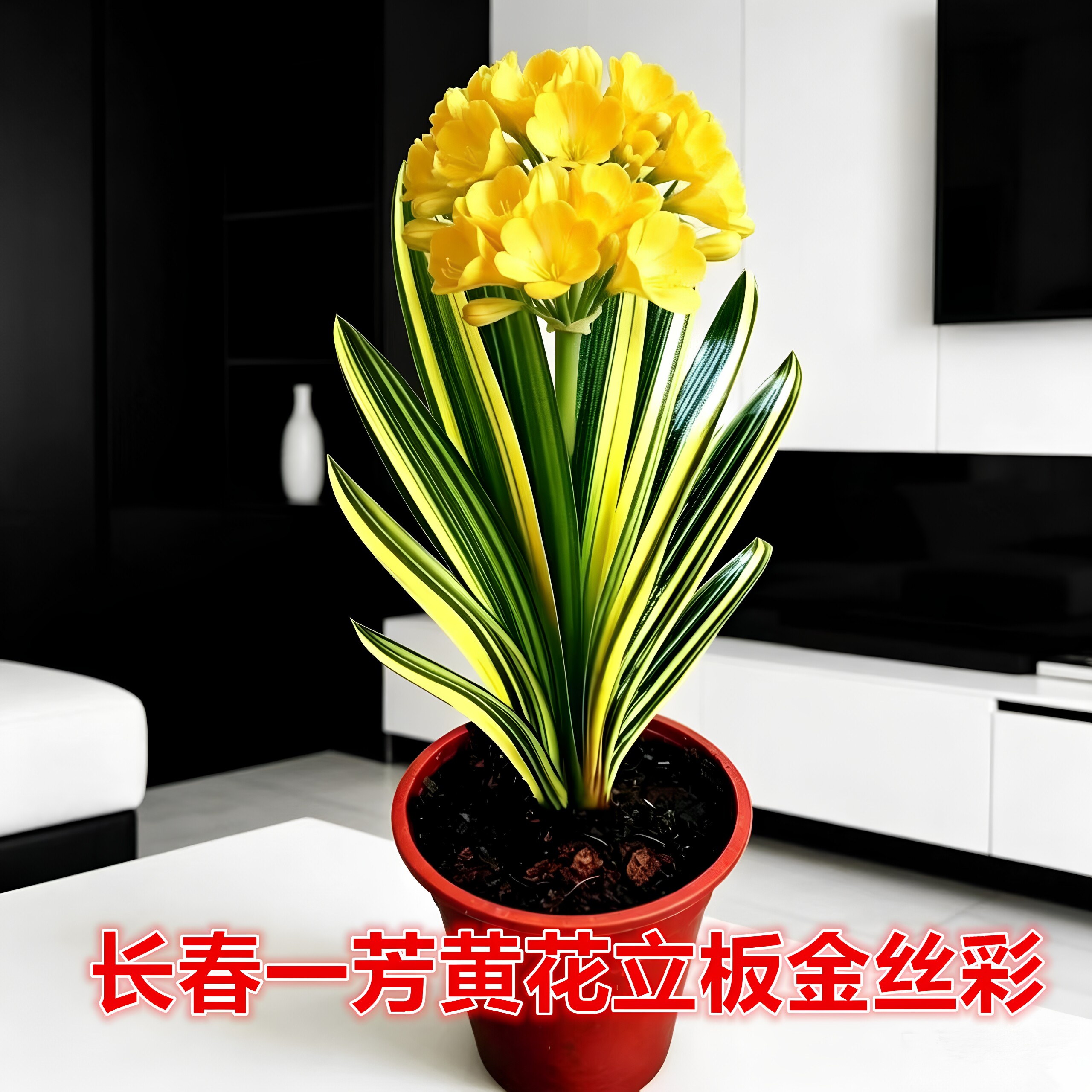 长春一芳精品黄花立板金丝彩色君子兰小苗盆栽花卉绿植原盆土发货
