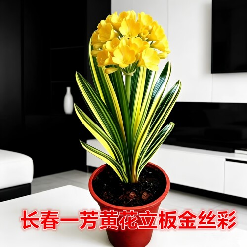 长春一芳精品黄花立板金丝彩色君子兰小苗盆栽花卉绿植原盆土发货
