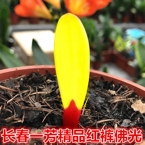 黄色君子兰客厅阳台优惠
