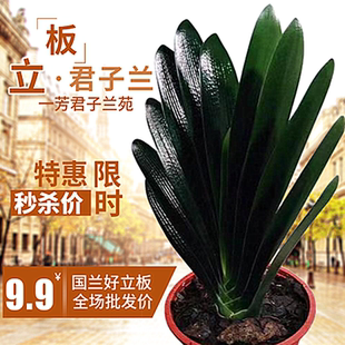 长春高端君子兰精品国兰麻脸技师油匠花脸圆头坑纹短叶立板小苗