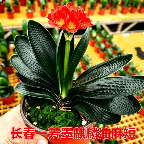 长春一芳红花墨麒麟君子兰盆栽室内桌面绿植易养护办公室装饰植物