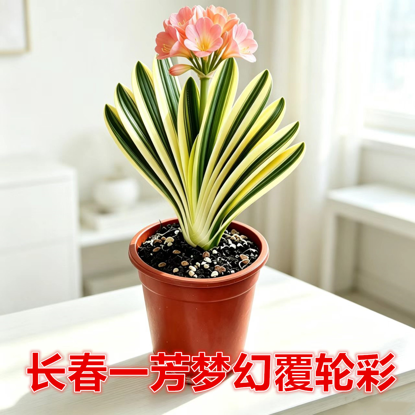 一芳梦幻覆轮彩君子兰易养盆栽