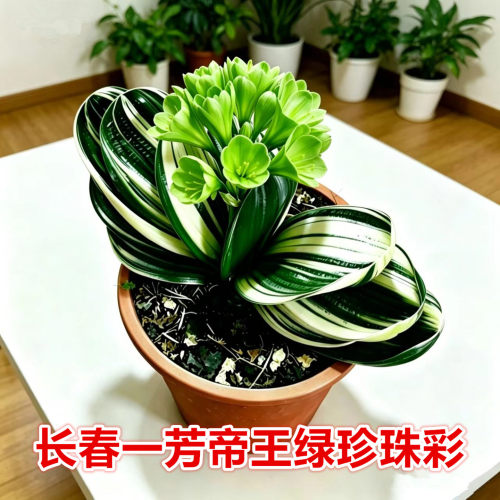 一芳帝王绿珍珠彩君子兰盆栽好养