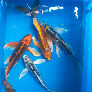 纯种松叶龙凤锦鲤活体长尾观赏鱼金银红松叶龙凤锦鲤冷水招财鱼